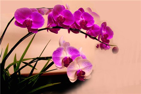 蝴蝶兰的花期养护视频