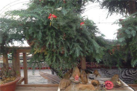 澳洲杉盆栽的室内养殖方法