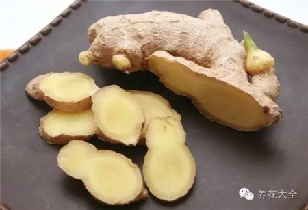 种姜用什么做底肥料好