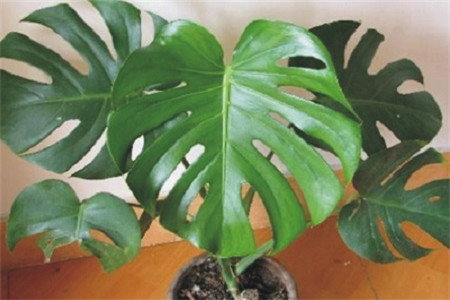 龟背竹怎样开背多