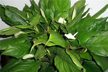 适合厨房的绿植布置效果图