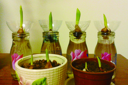 水培郁金香的养殖方法和注意事项水养