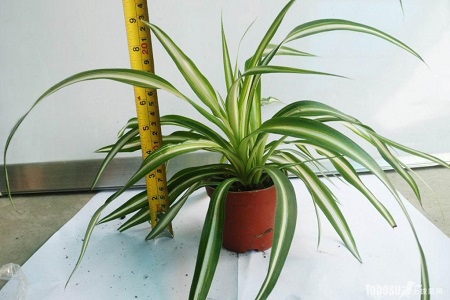 吊兰种类名称图片大全