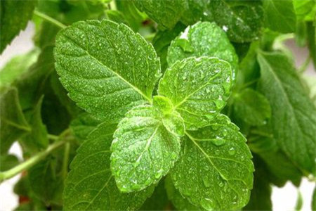 薄荷怎么分种