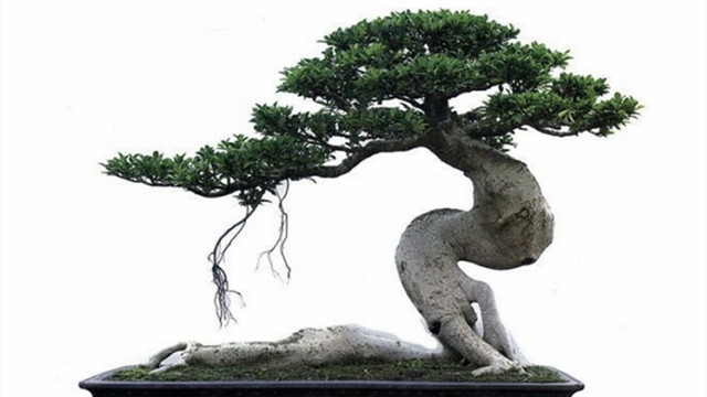 榕树盆景怎么嫁接(榕树盆景怎么嫁接图解)