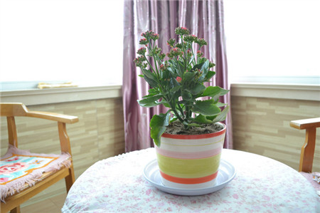 长寿花的风水摆放图片