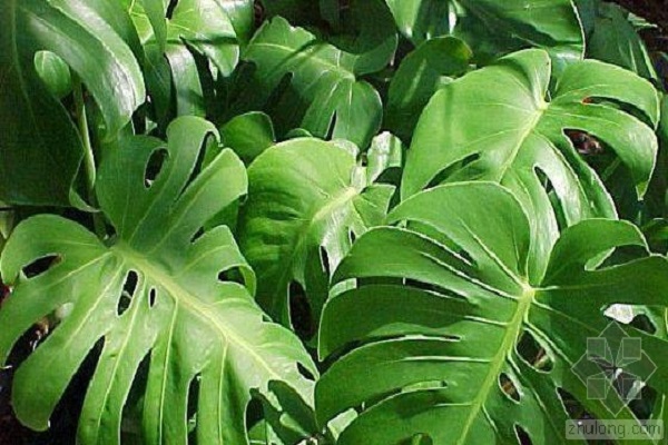 龟背竹怎么开背(龟背竹怎样开背多)