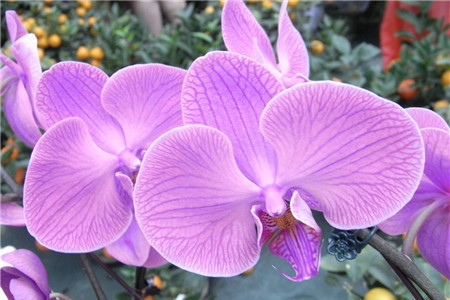 蝴蝶兰用什么土栽培最好贴吧