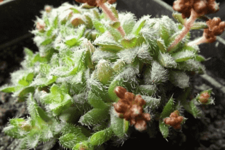 毛海星的功效与作用