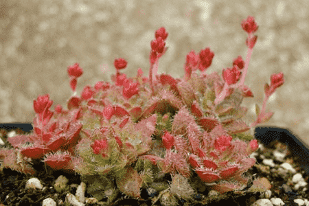 毛海星的功效与作用