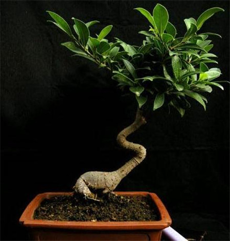 榕树盆景怎么嫁接图解