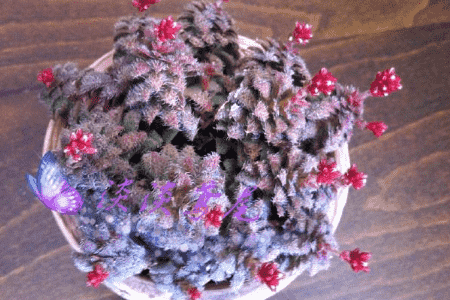 毛海星的功效与作用