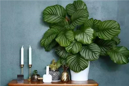 海绵扦插怎么取下来