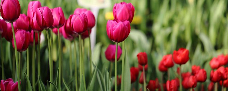 水培郁金香的养殖方法(水培郁金香的养殖方法和注意事项水养)