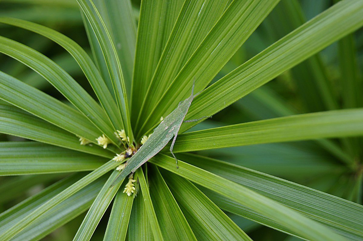 旱伞草什么科什么属