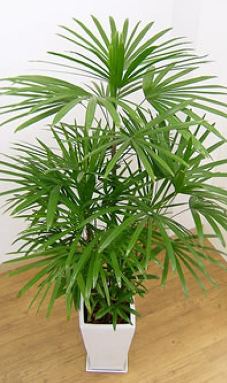 棕竹种子怎么种植