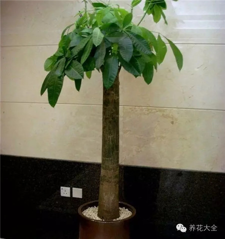 花卉市场的花便宜吗