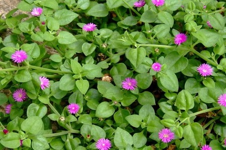 吊兰种类名称图片大全