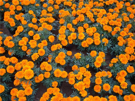 孔雀草的种子怎么种植方法