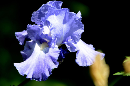 不同颜色鸢尾花的花语