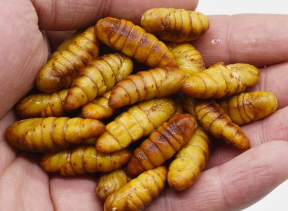 蚕蛹里面那个黑的有毒吗