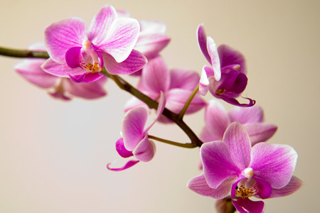 蝴蝶兰用什么土栽培最好贴吧