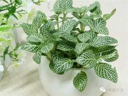 花卉市场的花便宜吗