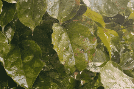 幸福树烂根了还有救吗