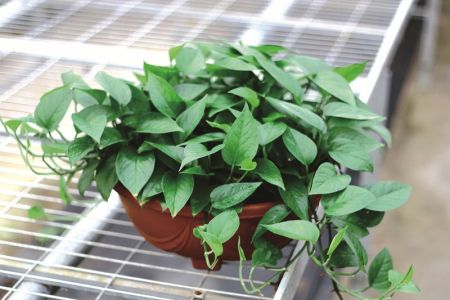 常春藤叶子都掉光了还能活吗