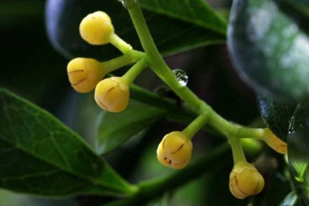 米兰花可以放卧室养吗