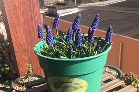 葡萄风信子叶片发软