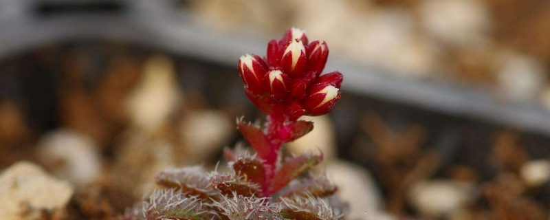 毛海星的养殖方法和注意事项(毛海星的功效与作用)