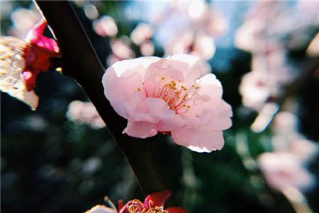 梅花苗怎么种植方法视频