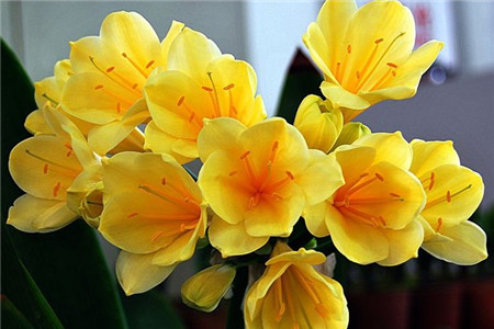 用啤酒养君子兰可以吗