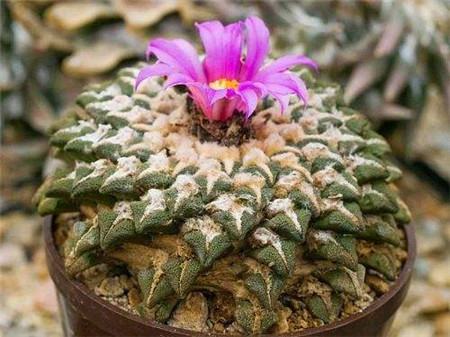 岩牡丹播种方法和时间