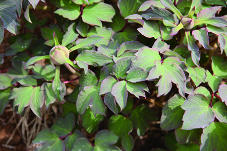 牡丹花春天怎么浇水(牡丹花春天怎么浇水好)