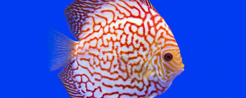 七彩神仙鱼能活几年能长多大(七彩神仙鱼好样吗)