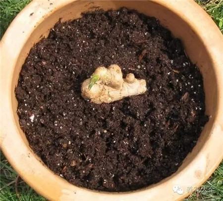 种姜用什么做底肥料好
