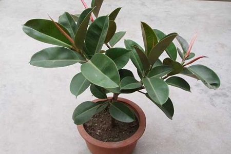 橡皮树叶子变软下垂脱落