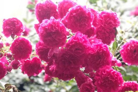 蔷薇叶子变黄了是怎么回事