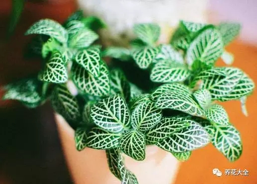 月季花期有多长