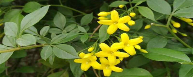 探春花修剪方法(探春花怎么繁殖)