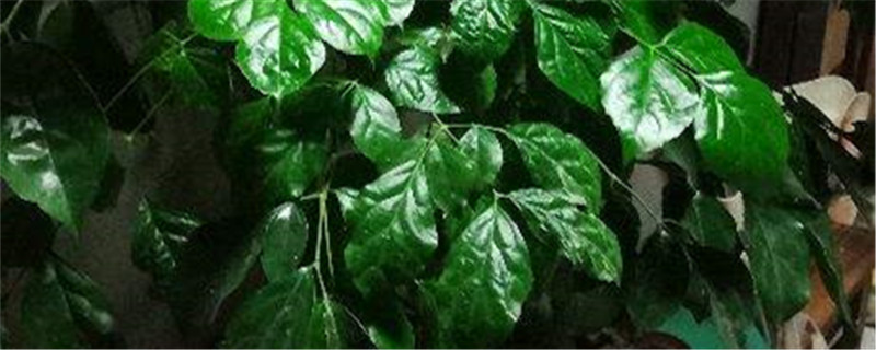 幸福树在室内几天浇水幸福树浇水方法(家里养的幸福树多久浇一次水)