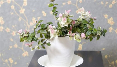 花叶络石的繁殖(花叶络石的扦插和繁殖视频)