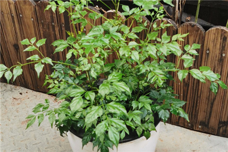 家里养的幸福树多久浇一次水