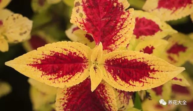 月季花期有多长