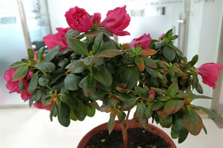 杜鹃花是几月开放的