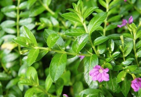 米叶黄杨的养殖方法和注意事项