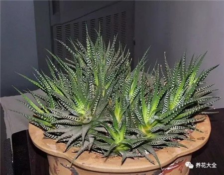 多肉夏天好养的品种