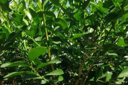 阳台种九里香对风水好吗